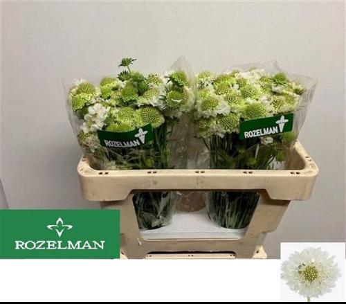 Scabiosa atropurpurea Focal Scoop White