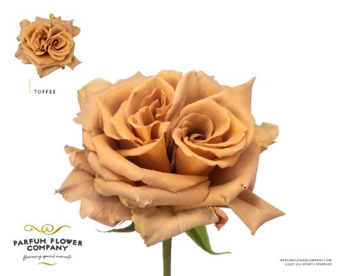 Rosa grootbloemig overig