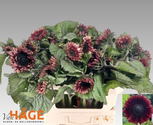 Helianthus annuus 'Prado Red'