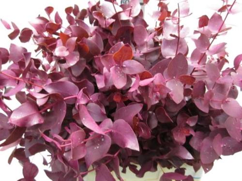 Eucalyptus cinerea kleurbehandeld per bos H%