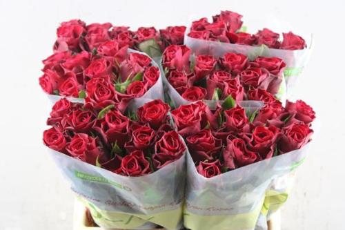 Rosa grootbloemig Red Tacazzi+