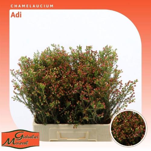 Chamelaucium 'Adi'