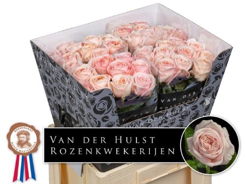 Rosa grootbloemig Très Jolie