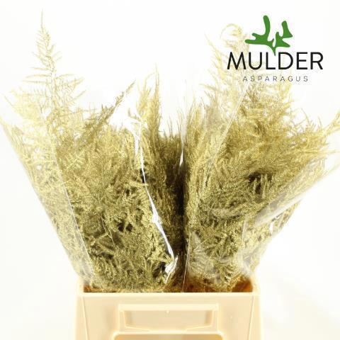 Asparagus overig kleurbehandeld H%