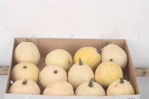 Siervruchten per stuk Cucurbita pepo 'Baby Boo'