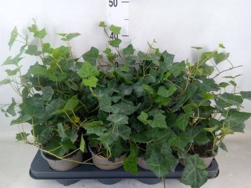 Hedera hibernica