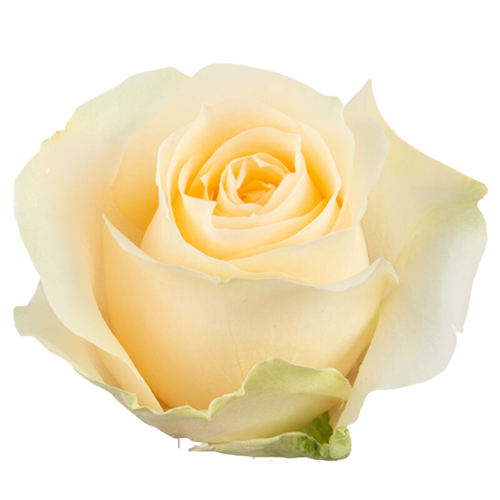 Rosa grootbloemig Avalanche Peach+