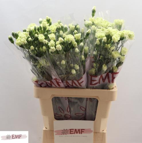 Dianthus tros Parsley+