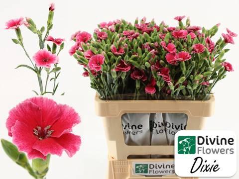 Dianthus Solomio Dixie