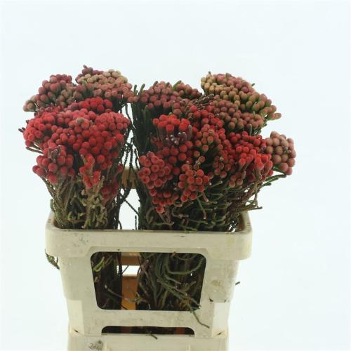 Brunia laevis red