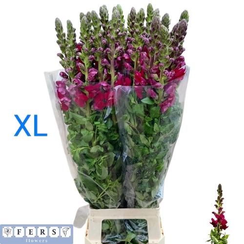 Antirrhinum majus 'Antibes Magenta'