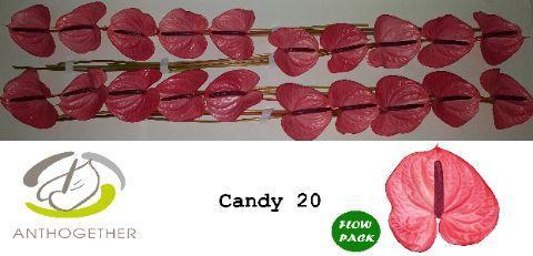 Anthurium Andreanum Grp Candy