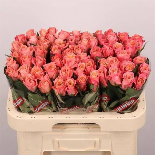 Rosa grootbloemig Miss Piggy+