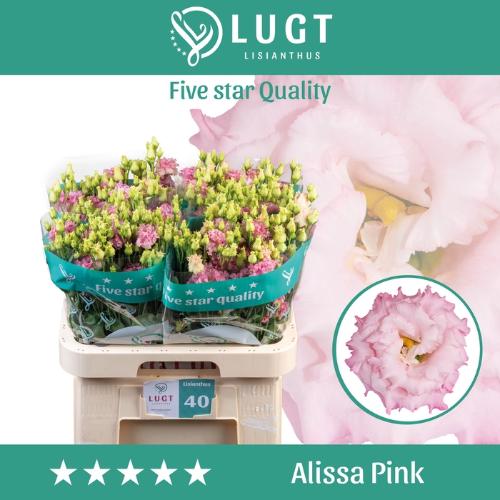 Eustoma russellianum gevuldbloemig 'Alissa Pink'