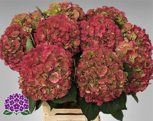 Hydrangea macrophylla 'Elbtal' (classic)