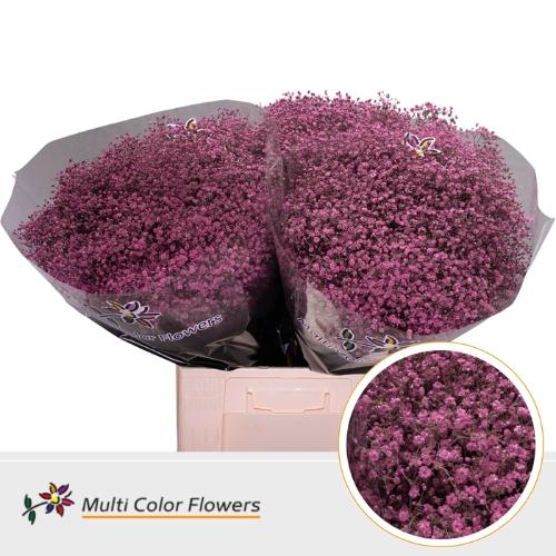 Gypsophila overig kleurbehandeld H%