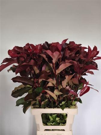 Photinia x fraseri 'Purple Peter'