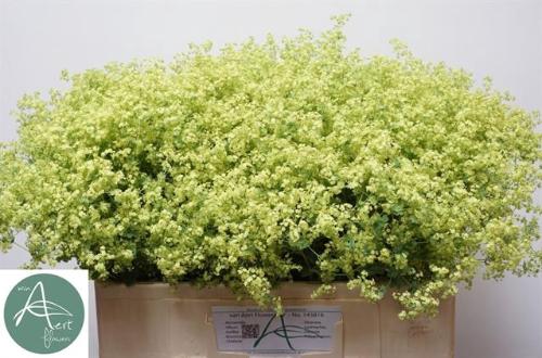 Alchemilla mollis 'Robustica'