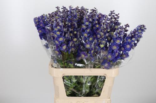 Delphinium dubbelbloemig (Elatum Grp) Highlander Purple Surprise