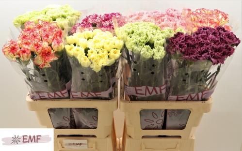 Dianthus standaard gemengd in fust