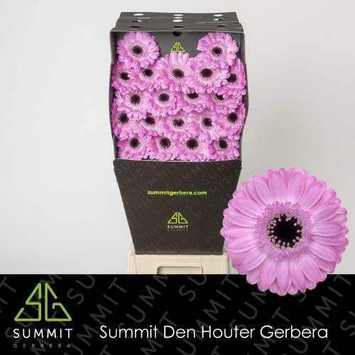 Gerbera mini Bentley