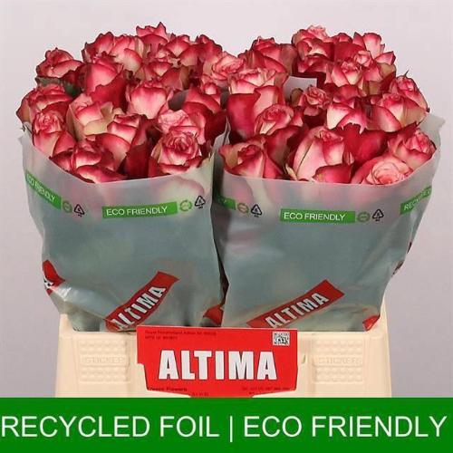 Rosa grootbloemig Paloma