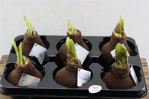 Hippeastrum bol gewaxt H%