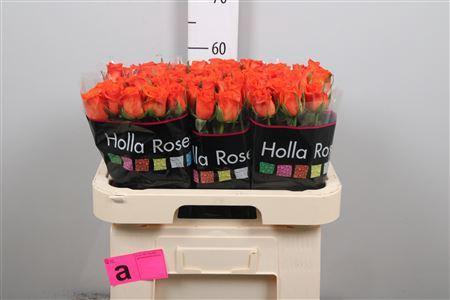 Rosa grootbloemig Patz