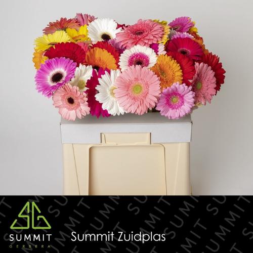 Gerbera grootbloemig gemengd