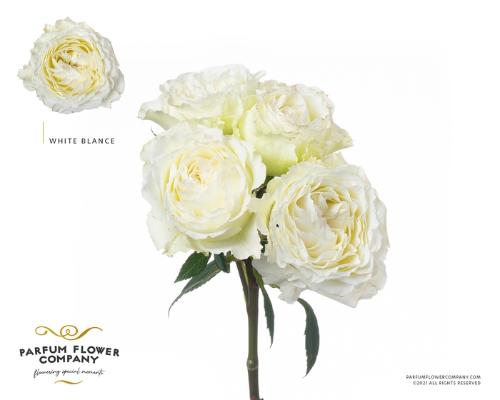 Rosa tros overig
