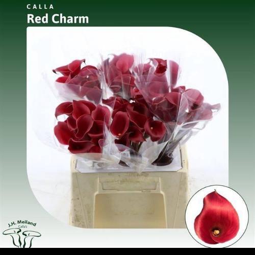 Zantedeschia 'Red Charm'