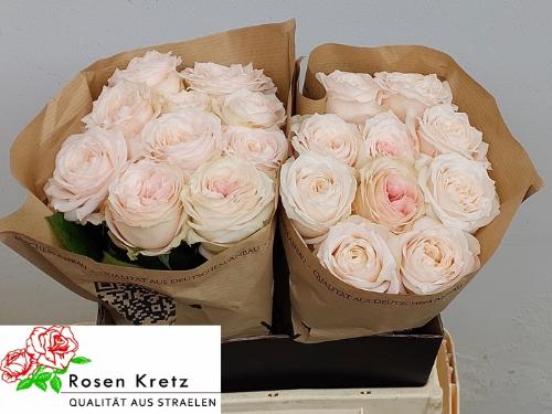 Rosa grootbloemig Sunderland!
