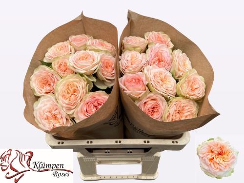 Rosa grootbloemig Amberley Park!