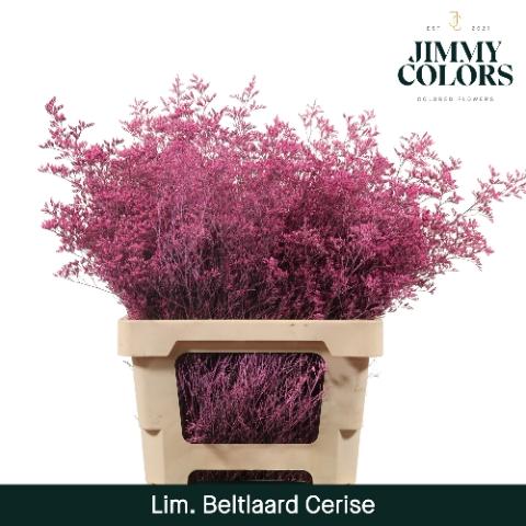 Limonium overig kleurbehandeld H%