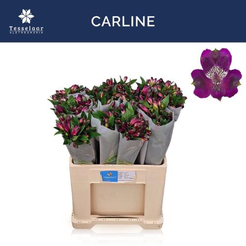 Alstroemeria Carline