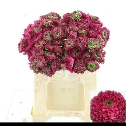 Ranunculus asiaticus Pon-Pon Fanny