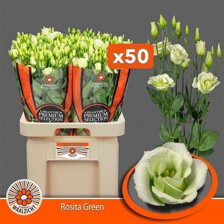 Eustoma russellianum gevuldbloemig 'Rosita Green'