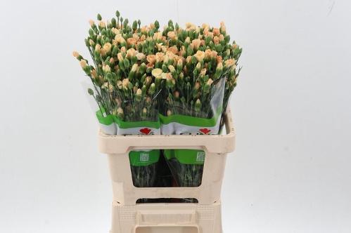 Dianthus 'Symply Tweety'