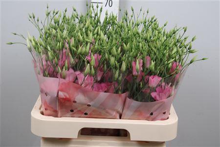 Eustoma russellianum enkelbloemig russellianum 'Botanic Pink'