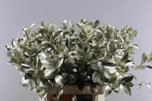 Ruscus kleurbehandeld H%