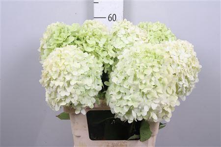 Hydrangea paniculata 'Limelight'