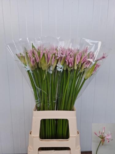Nerine Bowdenii Grp 'Berenice'