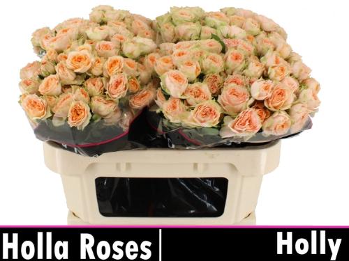 Rosa tros Holly