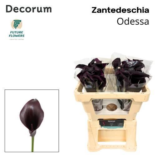 Zantedeschia 'Odessa'
