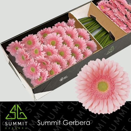 Gerbera grootbloemig 'Romella'