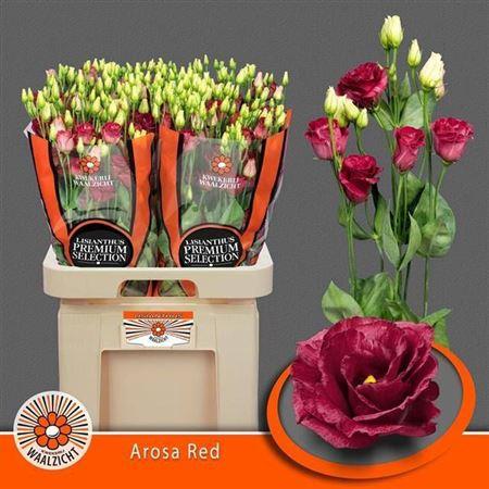 Eustoma russellianum gevuldbloemig 'Arosa Red'