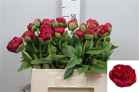 Paeonia 'Henry Bockstoce'