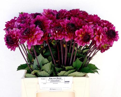 Dahlia (Decorative Grp) 'Muchacha'