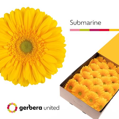 Gerbera grootbloemig 'Submarine'