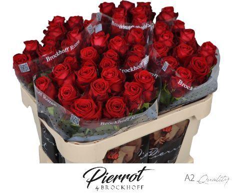 Rosa grootbloemig Red Naomi!